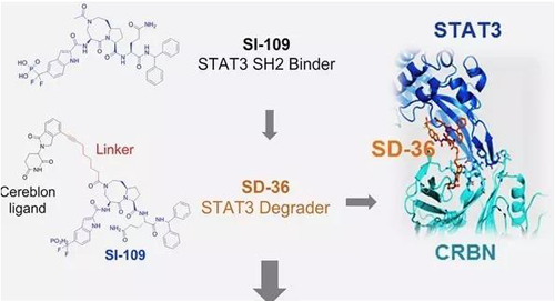 结构优化得到的SH2结合分子SI-109与CRBN结合，得到SD-36