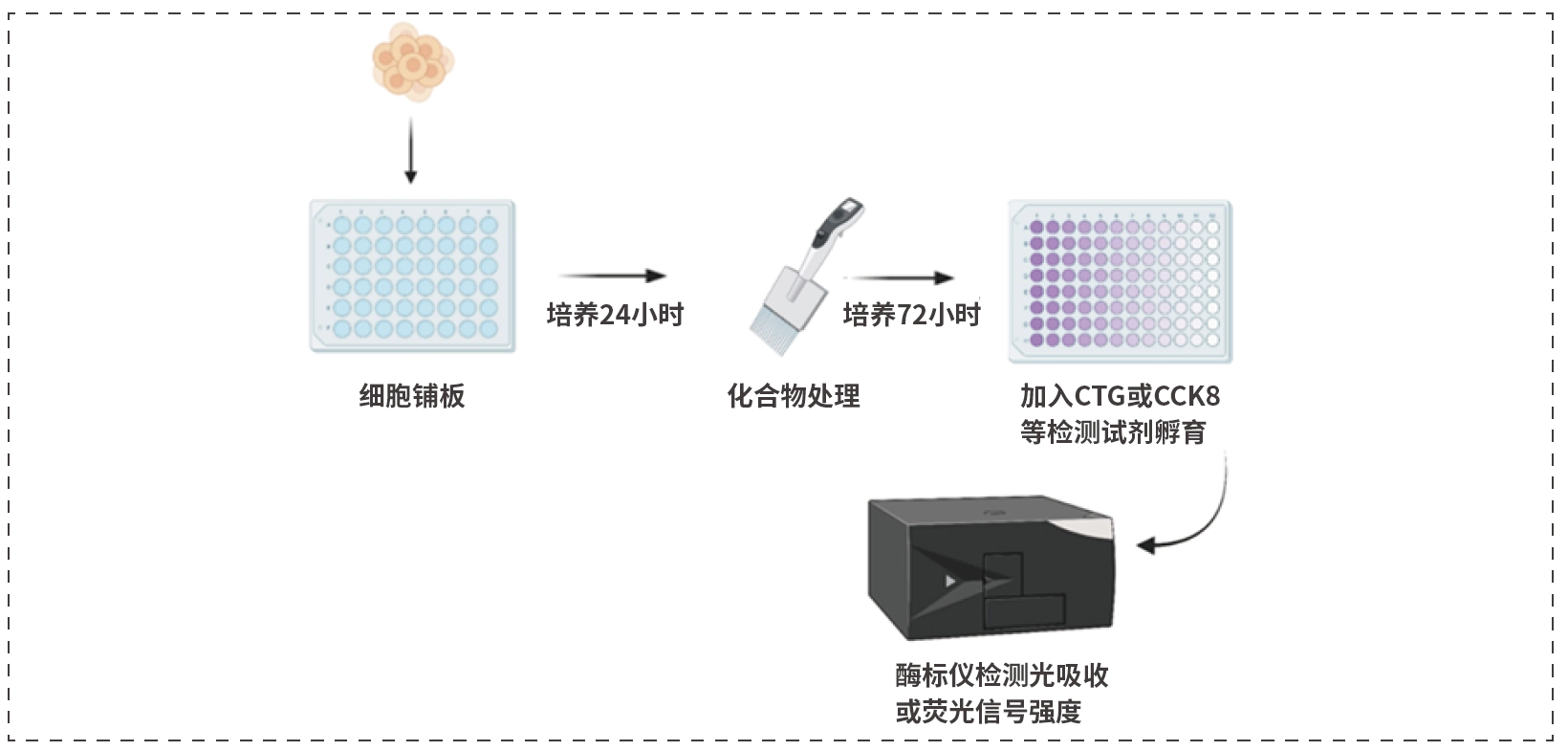 细胞毒筛选服务.webp