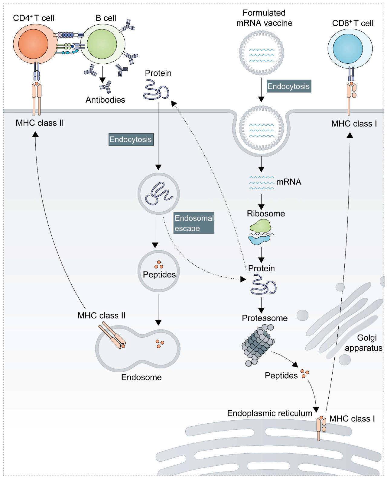 mRNA-based vaccine mode of action.webp