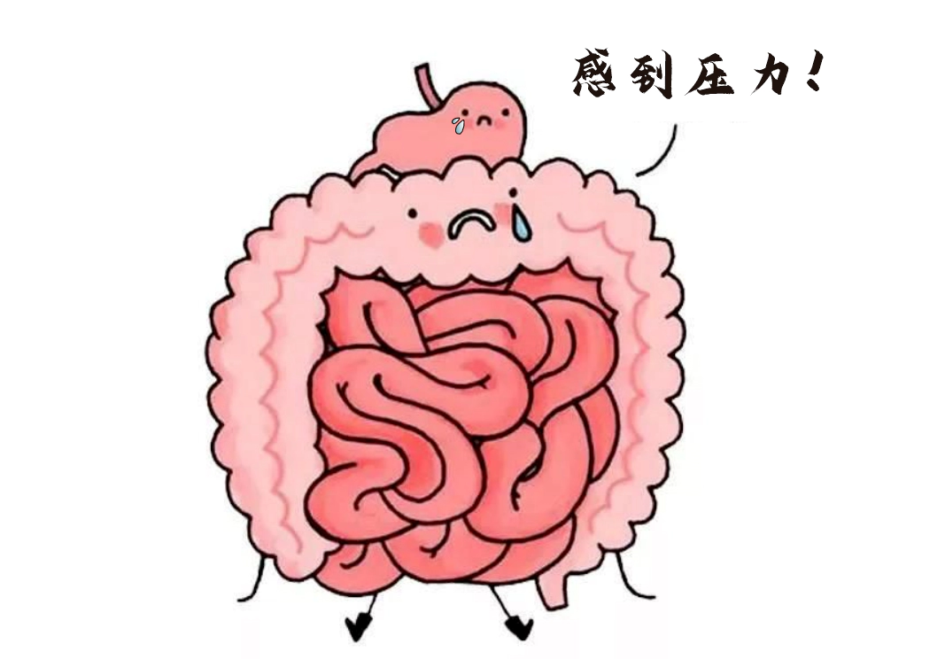 肠道不仅是消化器官，更是“情绪隐形指挥官”。.webp
