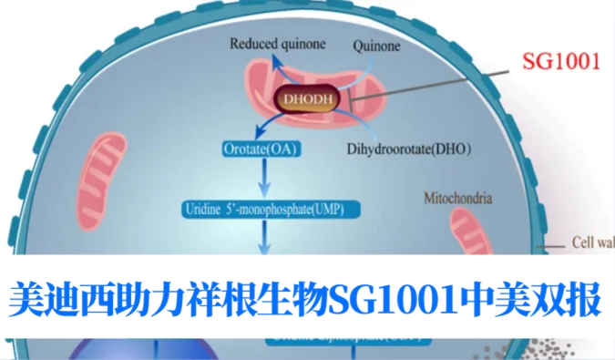 中美双报+1！w66国际·利来助力合作伙伴祥根生物SG1001再获FDA临床试验许可